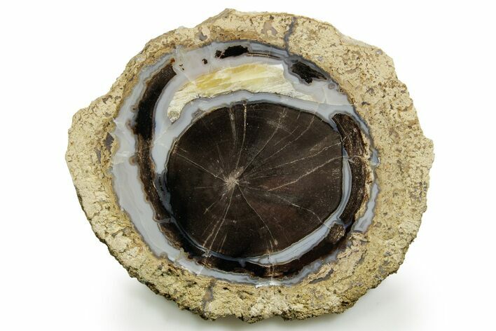 Petrified Wood (Schinoxylon) Round - Blue Forest, Wyoming #377583